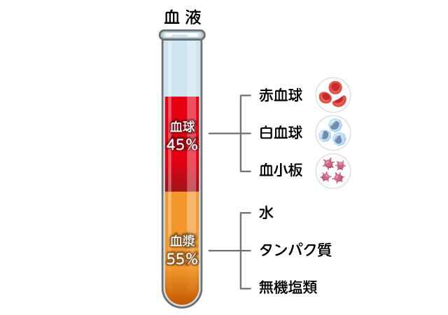 血液の主な成分